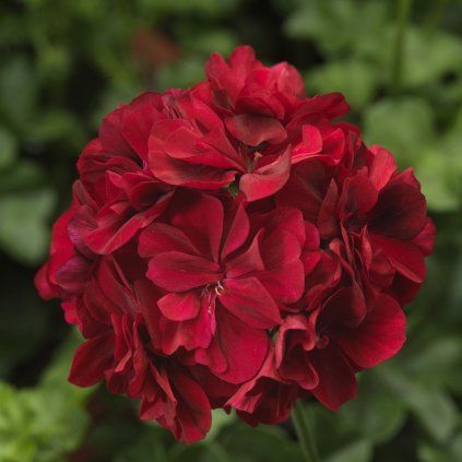 70008001 flower