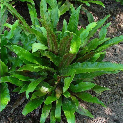 Asplenium scolopendrium 001