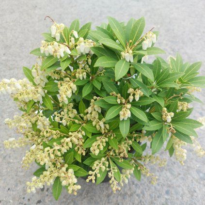 Pieris1