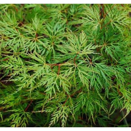 ACER EMERALD LACE list