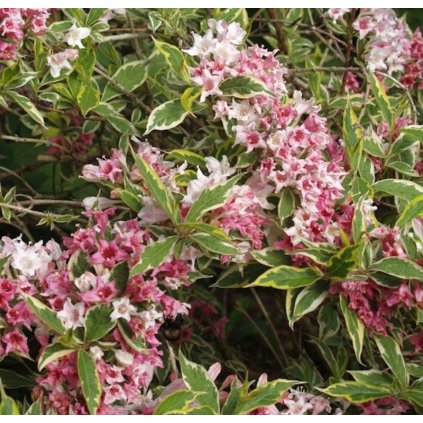 Weigelia florida 'Variegata'