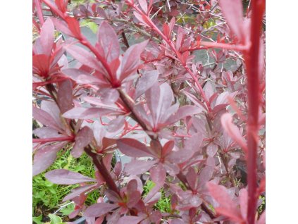 Berberis thunbergii Red Chief