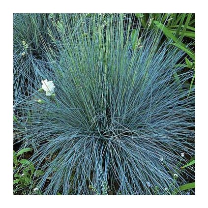 festuca eb