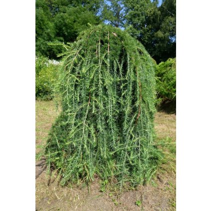 kempfer larch variety stiff weeper larix kaempferi grows park 200336522