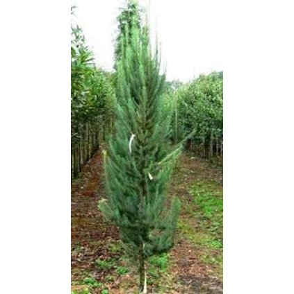 Larix kempferi Pyramid