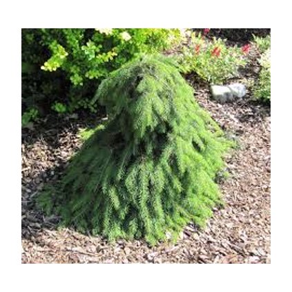 Picea abies Formanek
