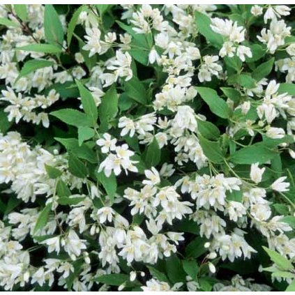deutzia