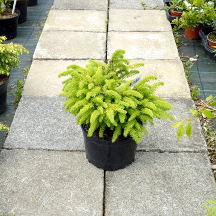 picea abies nidiformis