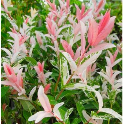 salix flamingo list