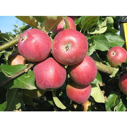 Zita letní jabloň 1