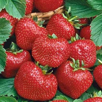 WENDY jednouplodící velmi raný jahodník 1