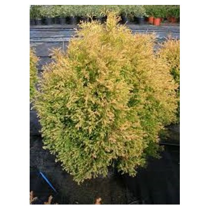 Thuje occidentalis RHEINGOLD.