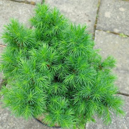 Picea alberta globe 1