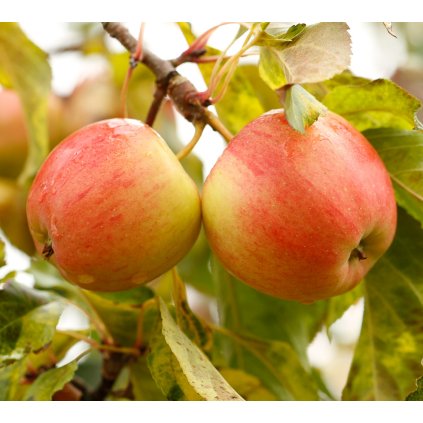 VESNA sloupovitá pozimní jabloň