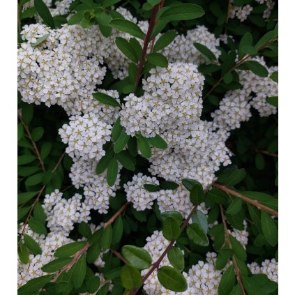 Spiraea prunifolia var. simpliciflora