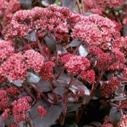 sedum