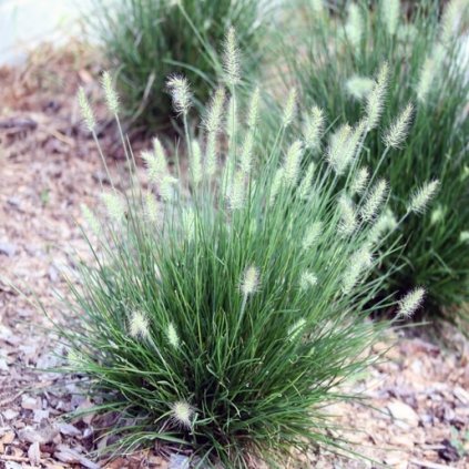 Pennisetum alopecuroides 'Little Honey', dochan psárkovitý (vousatec), kontejner
