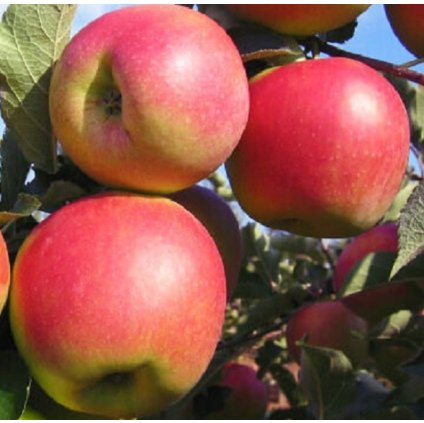 Zimní jabloň JONAGOLD, podnož M7, zákrsek