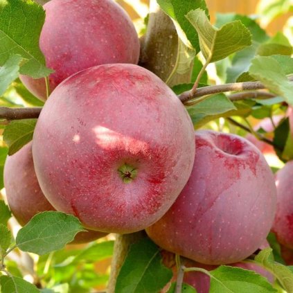 FLORINA zimní jabloň