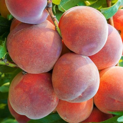 DIXIRED raná broskvoň 3