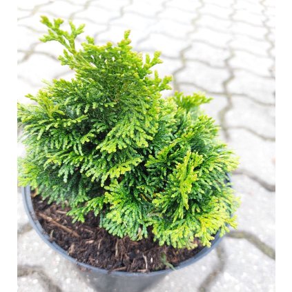 Camaec. obtusa nana gracilis