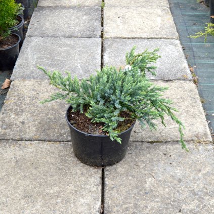 juniperus squamata blue carpet 02