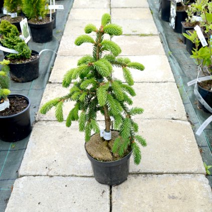 picea abies inversa 02
