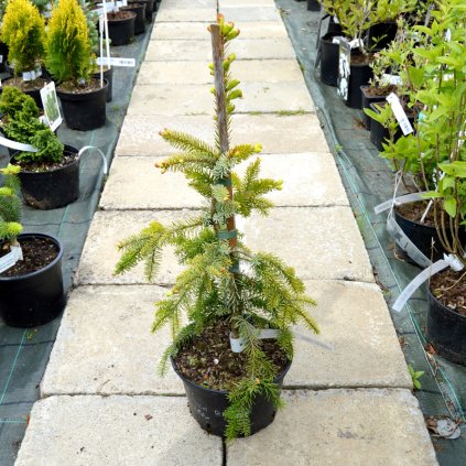 picea omorika pendula bruns 02