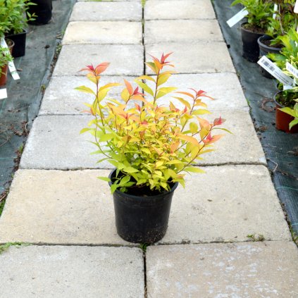 spiraea japonica goldflame