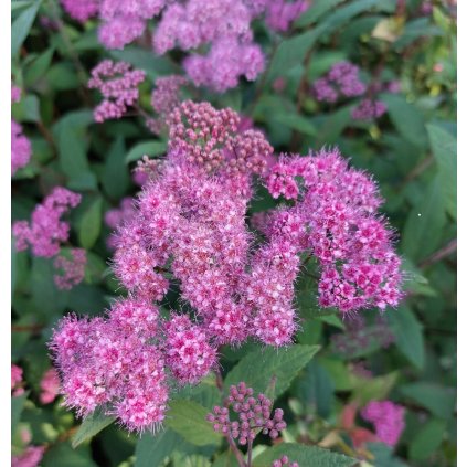 spiraea anthony vaterer