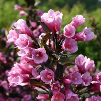 Weigela florida 'Nana Purpurea'2