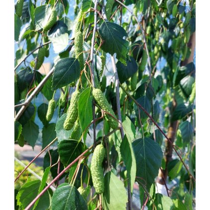 Betula pendula 'Zöld Szákal', bříza bílá, výška kmínku 200 cm, kontejner