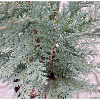 Chamaecyparis lawsoniana 'Columnaris', cypřišek lawsonův, výška sazenice 60-80 cm, kontejner