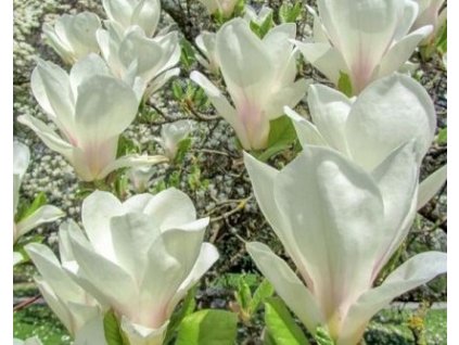 Magnolia posrednia soulangeana Alba Superba 3L
