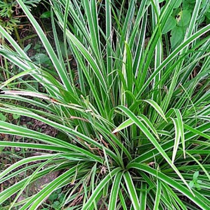 Carex morrowii 'Variegata', ostřice japonská, kontejner