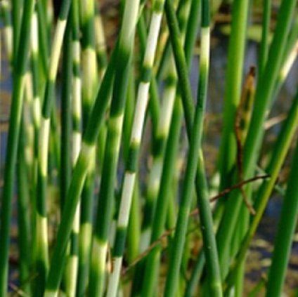 scirpus