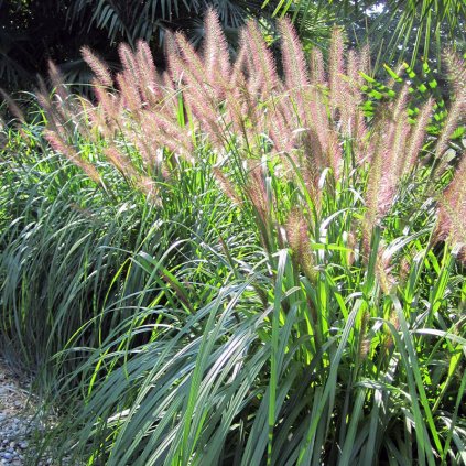 Pennisetum alopecuroides 'Japonicum', dochan psárkovitý (vousatec), kontejner