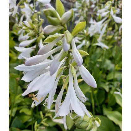 hosta bresingram 4