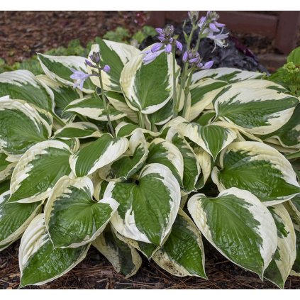 hosta patriot hosta wg hospa 01 4