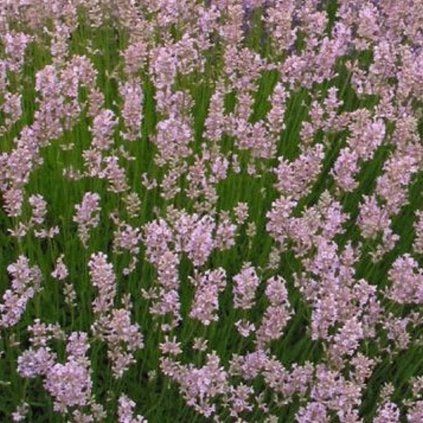 rosea1