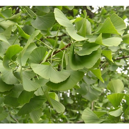 ginkgo