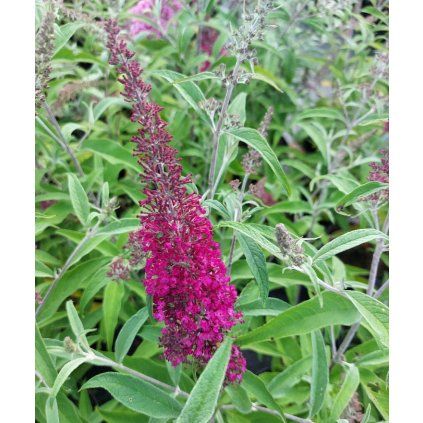 buddlea plum