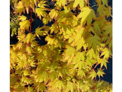 Acer palmatum 'Orange Dream', javor dlanitolistý, výška sazenice 20-30 cm, kontejner