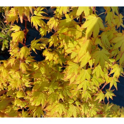 Acer palmatum 'Orange Dream', javor dlanitolistý, výška sazenice 40-60 cm, kontejner