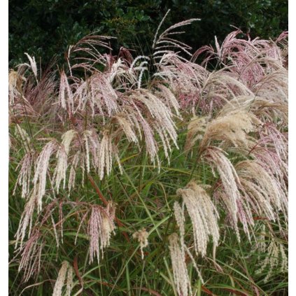 Miscanthus sinensis Kaskade 7 1024x1024