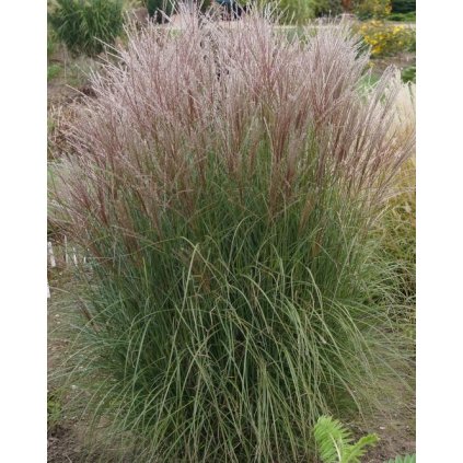 Miscanthus sinensis 'Yaku Jima', ozdobnice čínská, kontejner