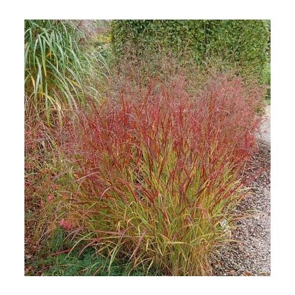 Panicum virgatum 'Hanse Herms', proso prutnaté , kontejner