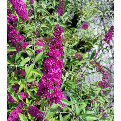buddlea royla 2