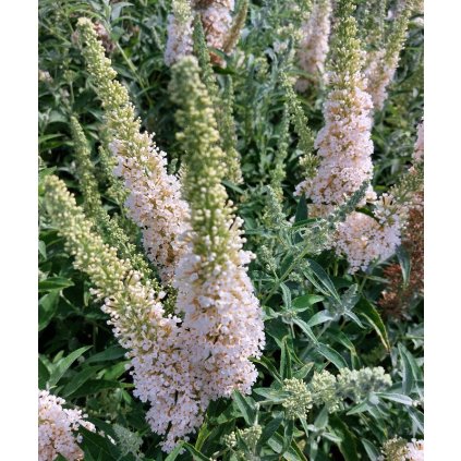 buddlea white