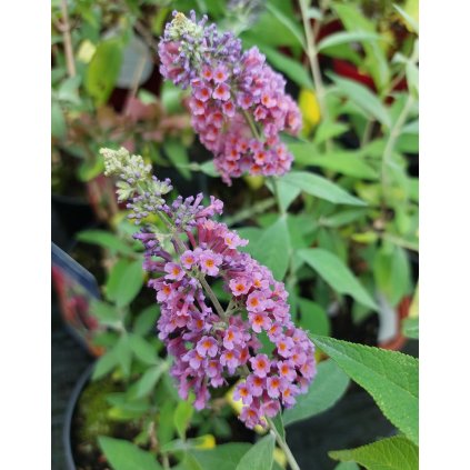 buddlea flover p